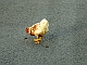 An Albanian chicken on the road