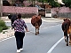 Cows on their way to the stable