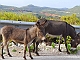 Donkeys on the road
