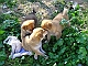 Puppies in Preveza