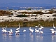 Flamingos at Lefkada