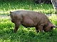 A boar with bounded legs