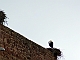 Neighbours Storks