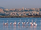 Flamingos utanför Cagliari